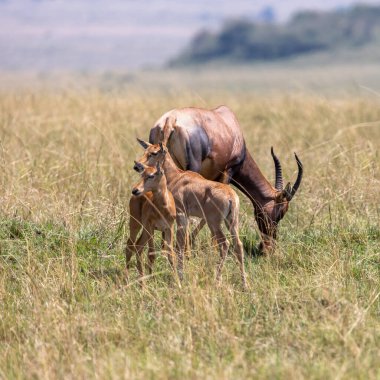 Adult and young topis, Damaliscus lunatus jimela, in the grasslands of the Masai Mara National Park, Kenya. Topis are very fast antelopes that live in sociable groups in the savannah. clipart