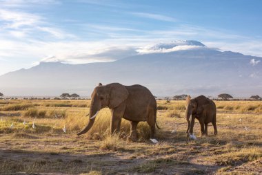 Adult and young elephant, Loxodonta Africana, walking in the grasslands of Ambosei National Park, Kenya, with a flock of cattle egrets. A snow covered Mount Kilimanjaro can be seen in the background. clipart