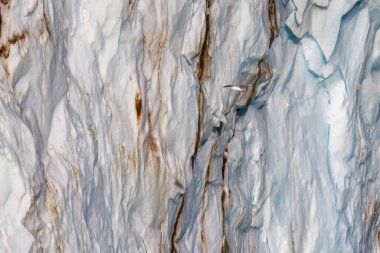 Glaucous gull, Larus hyperboreus, flies in front of the terminus of the Hisinger glacier, Dickson, fjord, Northeast Greenland National Park. Closeup of the ice in the background. clipart