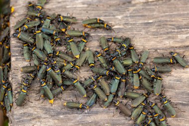 A swarm of plague soldier beetles, Chauliognathus lugubris, also known as the green soldier beetle or banana bug, in Healseville, Victoria, Australia. A species native to Southern Australia clipart