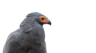 African harrier-hawk, Polyboroides typus, isolated on white background with space for text. Closeup of the upper body and face in profile. A bird of prey also known as the harrier hawk or gymnogene clipart