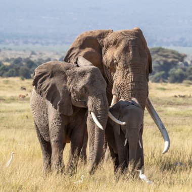 A large bull elephant walks with a female and baby through the long grass of Amboseli National Park, Kenya clipart