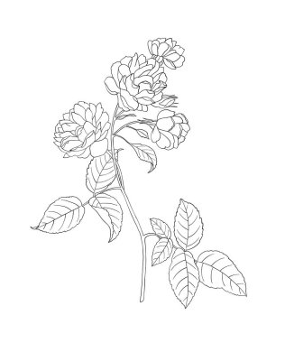 Yetişkinler için boyama sayfası. Çizgi boyama etkinliği. El yapımı güzel bir çiçek. Stres atmak için dikkatli renklendirme. Vektör illüstrasyonu