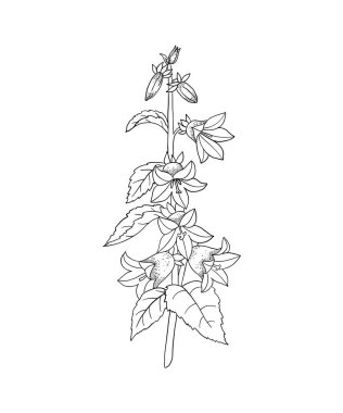 Yetişkinler için boyama sayfası. Çizgi boyama etkinliği. El yapımı güzel bir çiçek. Stres atmak için dikkatli renklendirme. Vektör illüstrasyonu