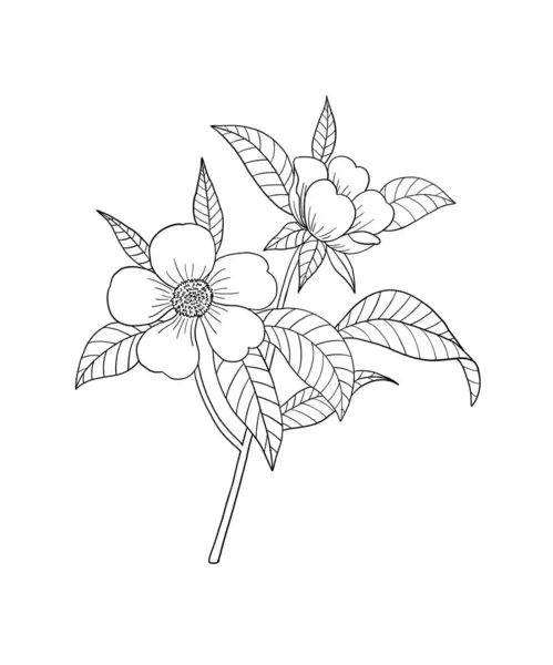 Malvorlagen Für Erwachsene Line Art Färbung Aktivität Schöne Handgezeichnete Blume Stockillustration