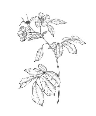 Yetişkinler için boyama sayfası. Çizgi boyama etkinliği. El yapımı güzel bir çiçek. Stres atmak için dikkatli renklendirme. Vektör illüstrasyonu