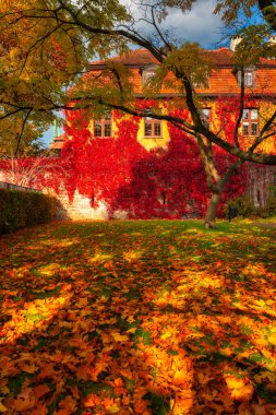 Gdansk 'taki parkın sonbahar manzarası kırmızı sarmaşık yapraklarıyla kaplı bir duvarla. Polonya