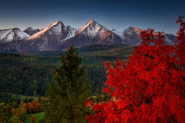 Bellissimo Autunno Con Albero Rosso Sotto Monti Tatra All Alba — Foto Stock