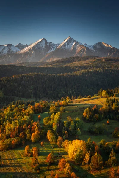美丽的秋天 日出时分 在塔特拉山下 长着一棵黄色的红树 斯洛伐克 — 图库照片