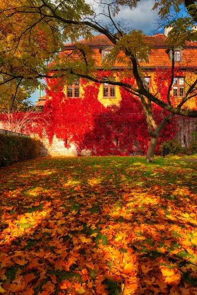 Podzimní Scenérie Parku Gdaňsku Zdí Pokrytou Červenými Břečťanovými Listy Polsko — Stock fotografie