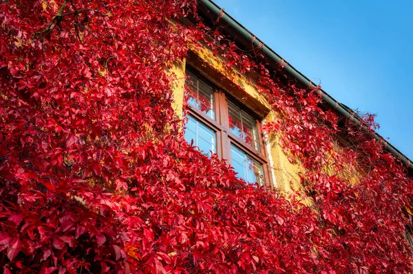 Jesienny Krajobraz Parku Gdańsku Ścianą Pokrytą Czerwonymi Liśćmi Bluszczu Polska — Zdjęcie stockowe