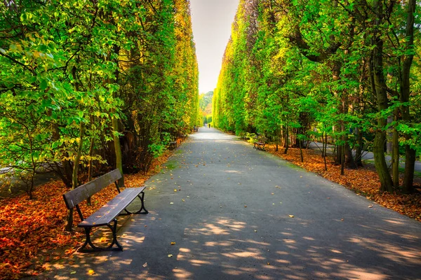 波兰格但斯克奥里瓦公园的秋天小巷 黄叶丛生 — 图库照片