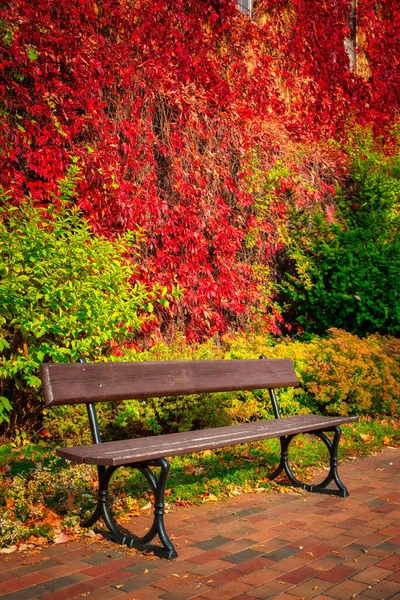 Осенний Пейзаж Парка Гданьске Стеной Покрытой Красными Листьями Плюща Польша — стоковое фото