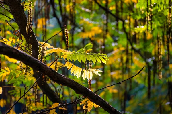 ポーランド グダニスク オリワの公園に黄色の葉を持つ秋の風景 — ストック写真