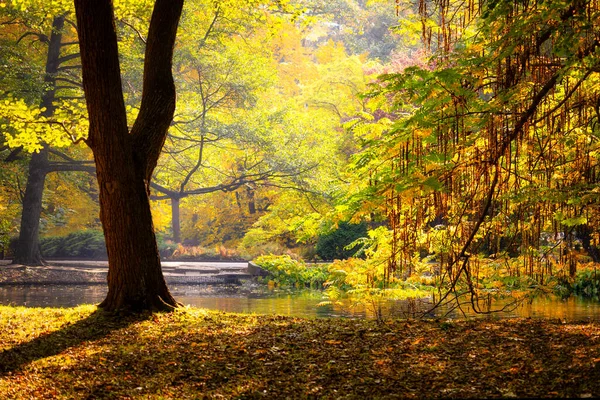 Podzimní Scenérie Žlutými Listy Veřejném Parku Gdaňsku Oliwa Polsko — Stock fotografie