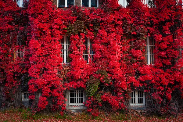 日出时分 格但斯克的秋天风景 墙上挂满了红色的常春藤叶 — 图库照片
