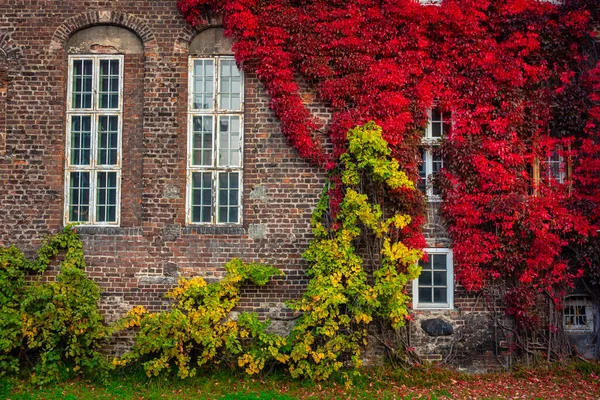 Autumn Scenery Gdansk Sunrise Wall Covered Red Ivy Leaves Poland — Stock Photo, Image