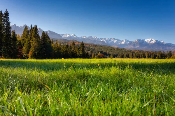 Morning Dew Grass Tatra Mountains Autumn Poland — Stock Photo, Image