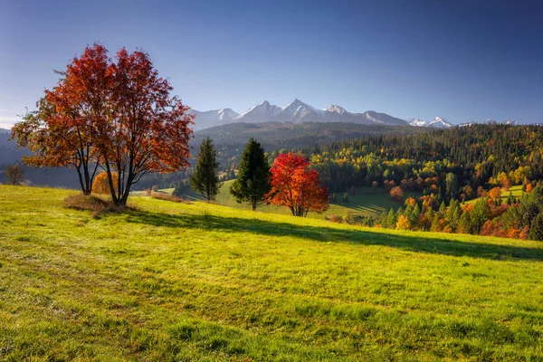 Bel Automne Avec Des Arbres Rouges Sous Les Montagnes Tatra — Photo