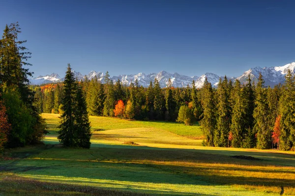 Πρωινή Δροσιά Στο Γρασίδι Κάτω Από Βουνά Tatra Φθινόπωρο Πολωνία — Φωτογραφία Αρχείου