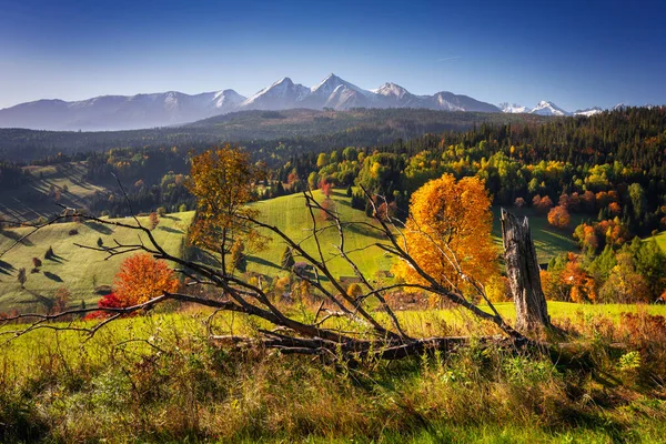 美丽的秋天 日出时分 塔特拉山下长着红树 斯洛伐克 — 图库照片