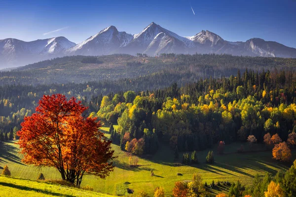 Güneşin Doğuşunda Tatra Dağları Nın Altında Kırmızı Ağaçlarla Güzel Bir — Stok fotoğraf
