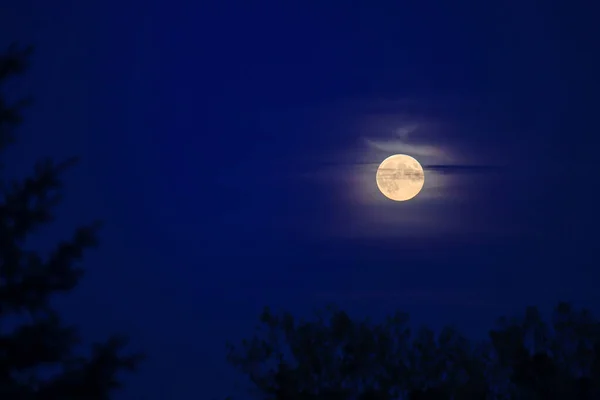 Luna Llena Subiendo Sobre Ramas Árboles — Foto de Stock
