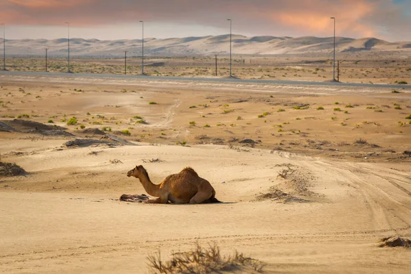 Kameel Woestijn Verenigde Arabische Emiraten — Stockfoto