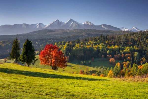 Güneşin Doğuşunda Tatra Dağları Nın Altında Kırmızı Ağaçlarla Güzel Bir — Stok fotoğraf