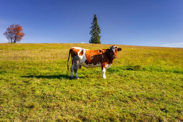 Корова Осеннем Лугу Объединяет Татры Польше — стоковое фото