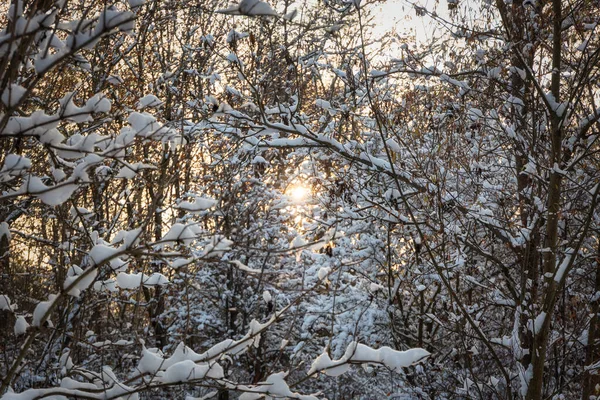 Sneeuwwoud Winter Met Ondergaande Zon Polen — Stockfoto