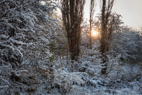 Śnieżny Las Zimą Zachodzącym Słońcem Polska — Zdjęcie stockowe