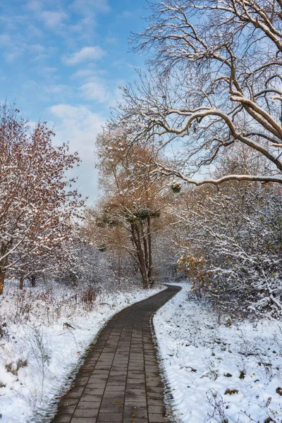 Sentiero Invernale Dopo Nevicate Polonia — Foto Stock