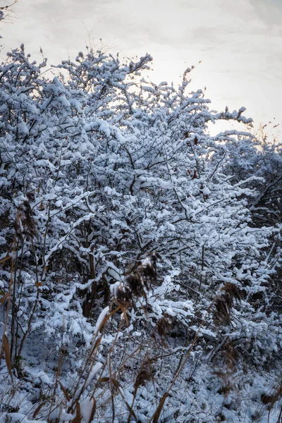 Verschneiter Wald Winter Mit Untergehender Sonne Polen — Stockfoto