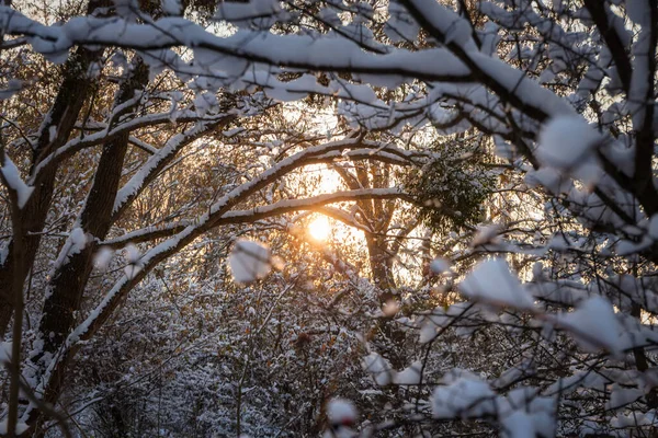Χιονισμένο Δάσος Χειμώνα Ήλιο Που Δύει Πολωνία — Φωτογραφία Αρχείου