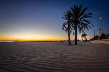 Palm trees on Playa de las Arenas beach at sunrise, Valencia. Spain