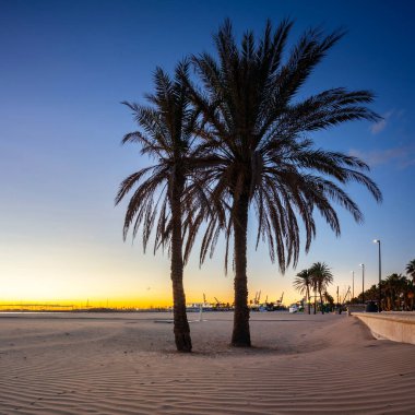 Palm trees on Playa de las Arenas beach at sunrise, Valencia. Spain