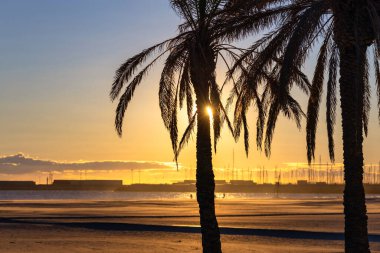 Palm trees on Playa de las Arenas beach at sunrise, Valencia. Spain