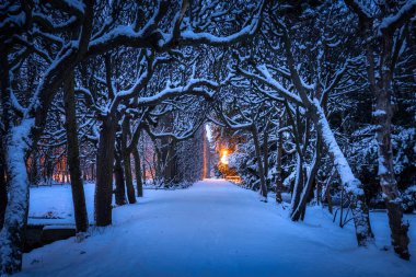 Winter scenery in snowy public park in Gdansk Oliwa, Poland