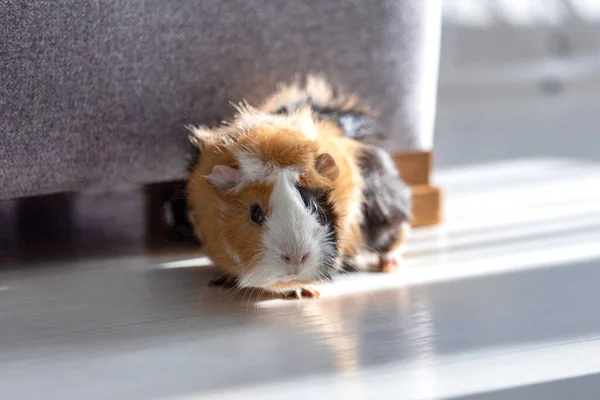 The guinea pig walking on the floor at home