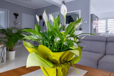 Oturma odasının içi beyaz ve gri renklerle parlıyor.