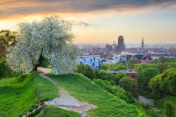 폴란드의 그단스크 꽃피는 아름다운 — 스톡 사진