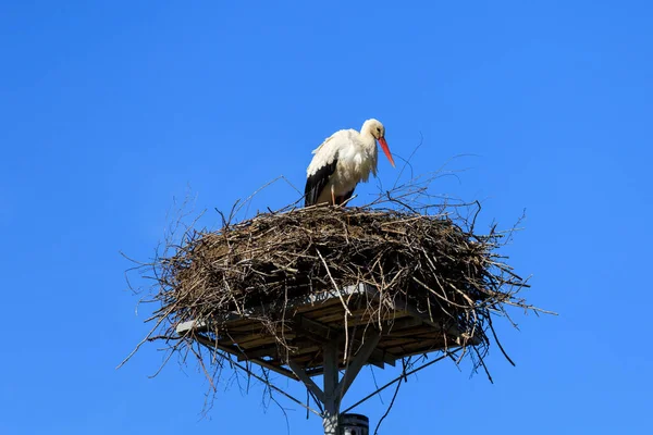 Stork Nest Blue Sky Poland — Stock Photo, Image