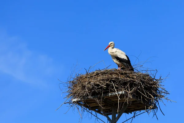 Ooievaar Het Nest Tegen Blauwe Lucht Polen — Stockfoto