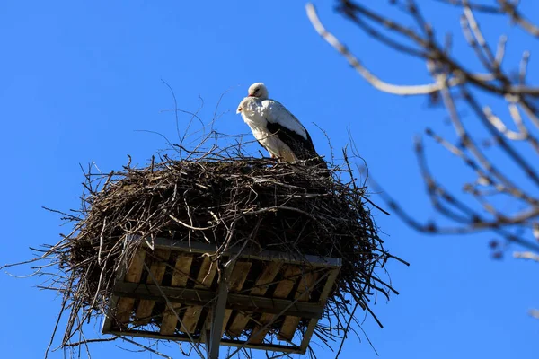 Storch Nest Vor Blauem Himmel Polen — Stockfoto