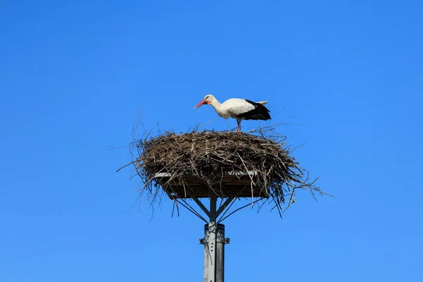 Stork Nest Blue Sky Poland — Stock Photo, Image