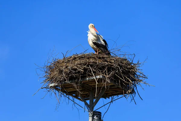 ポーランドの青い空に対して巣の中でコウノトリ — ストック写真