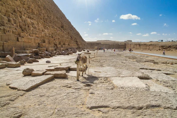 Burro Sob Grande Pirâmide Gizé Egito — Fotografia de Stock