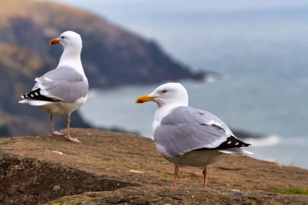 Seagulls Coast Atlantic Ocean County Kerry Ireland — Stock Photo, Image