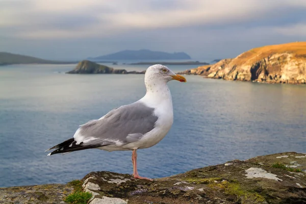 Seagull Coast Atlantic Ocean County Kerry Ireland — Stock Photo, Image